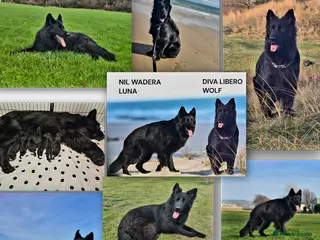 German Shepherd dogs Top Quality KC Black Long Hair German Shepherd - Advert 4