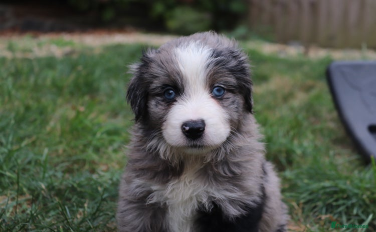Miniature American Shepherd dogs - Advert 1