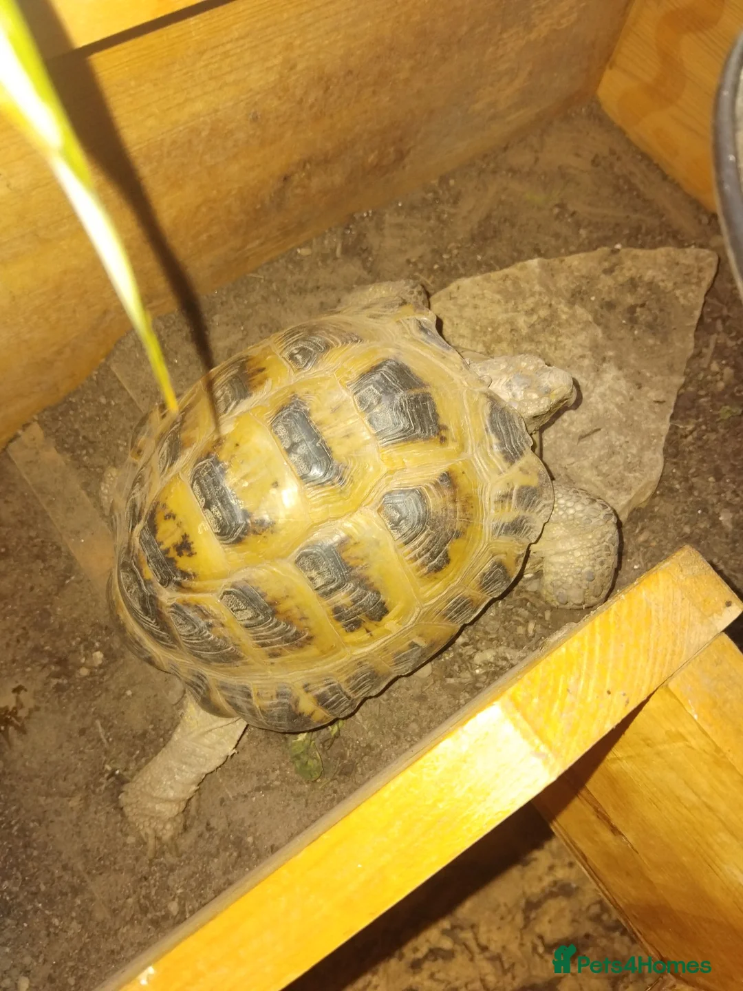 Tortoise reptiles for sale: Male horse field tortoise - Advert 5