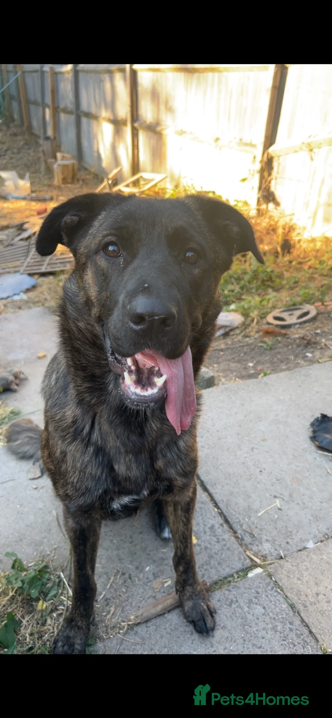 Mixed Breed dogs for sale: Gsd x cane corso female rehoming - Advert 1