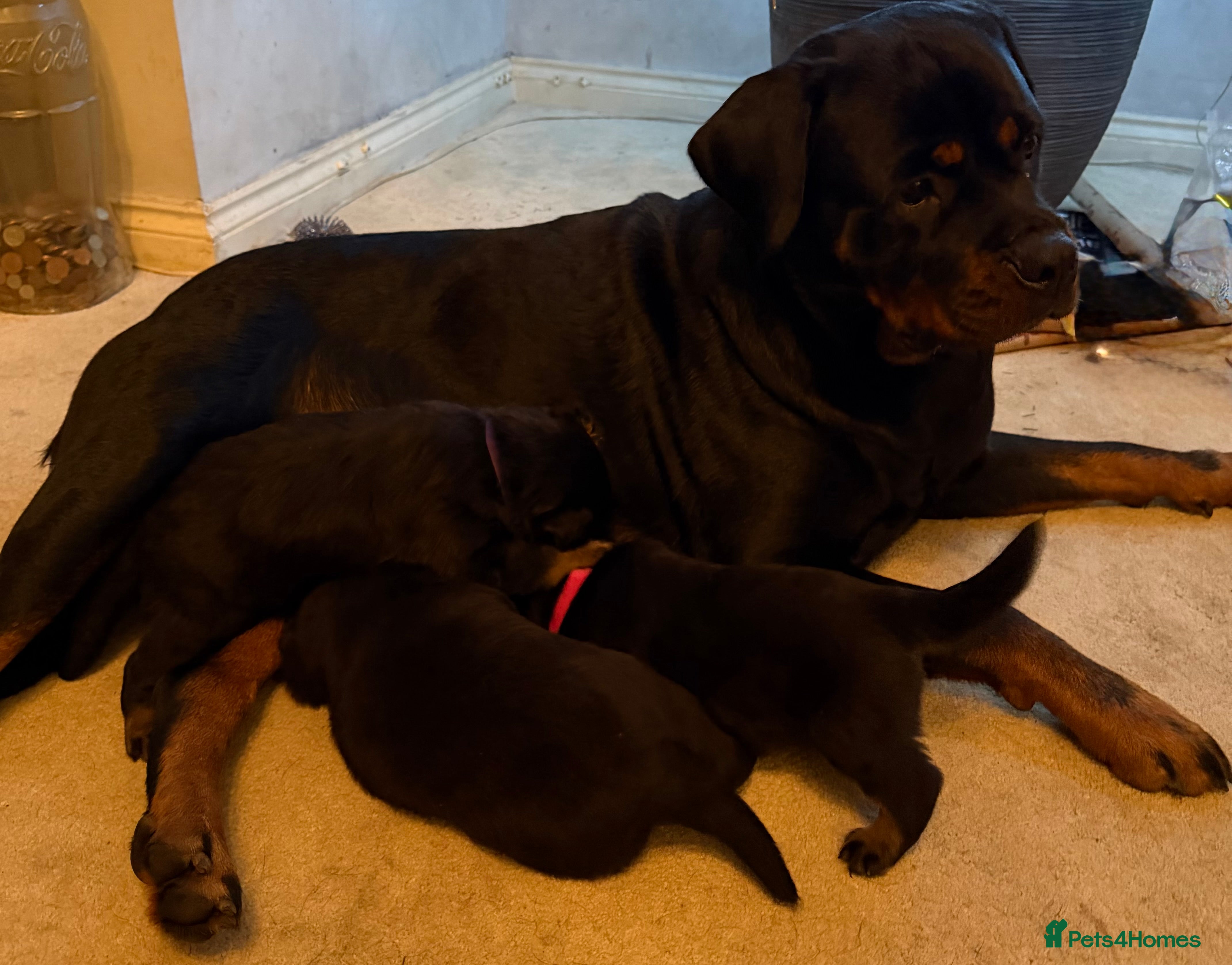 Rottweiler dogs KC Registered Rottweiler Puppies - Advert 1