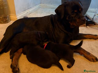Rottweiler dogs KC Registered Rottweiler Puppies - Advert 2