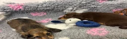 Miniature Dachshund dogs for sale: Long-Haired Miniature Dachshund Puppies Ready Soon in Nottingham - Advert 11