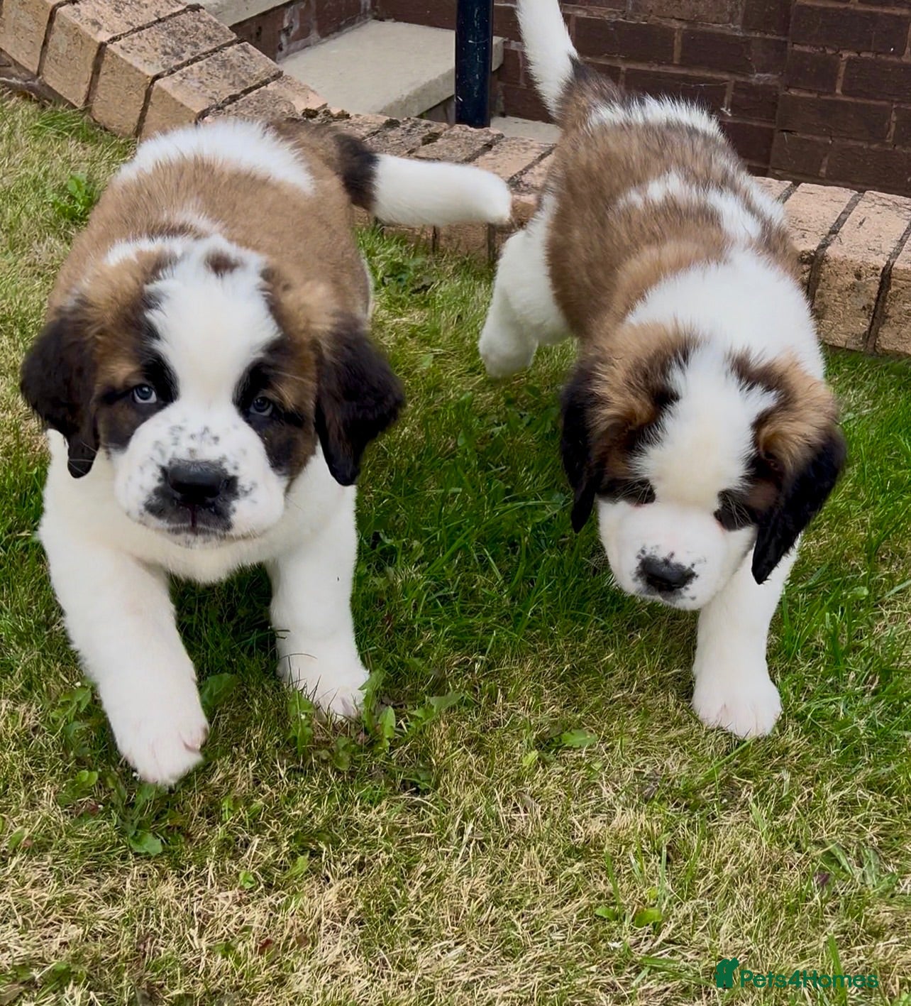 Saint Bernard dogs 2 BEAUTIFUL KC ST BERNARD GIRLS (SAUSAGE & BAGEL) - Advert 1