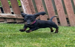 Dachshund dogs for sale: 2 dachshund puppies (price is for both) - Image 7