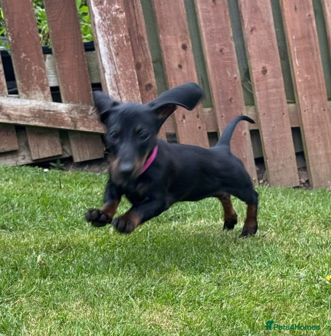 Dachshund dogs for sale: 2 dachshund puppies (price is for both) - Image 7