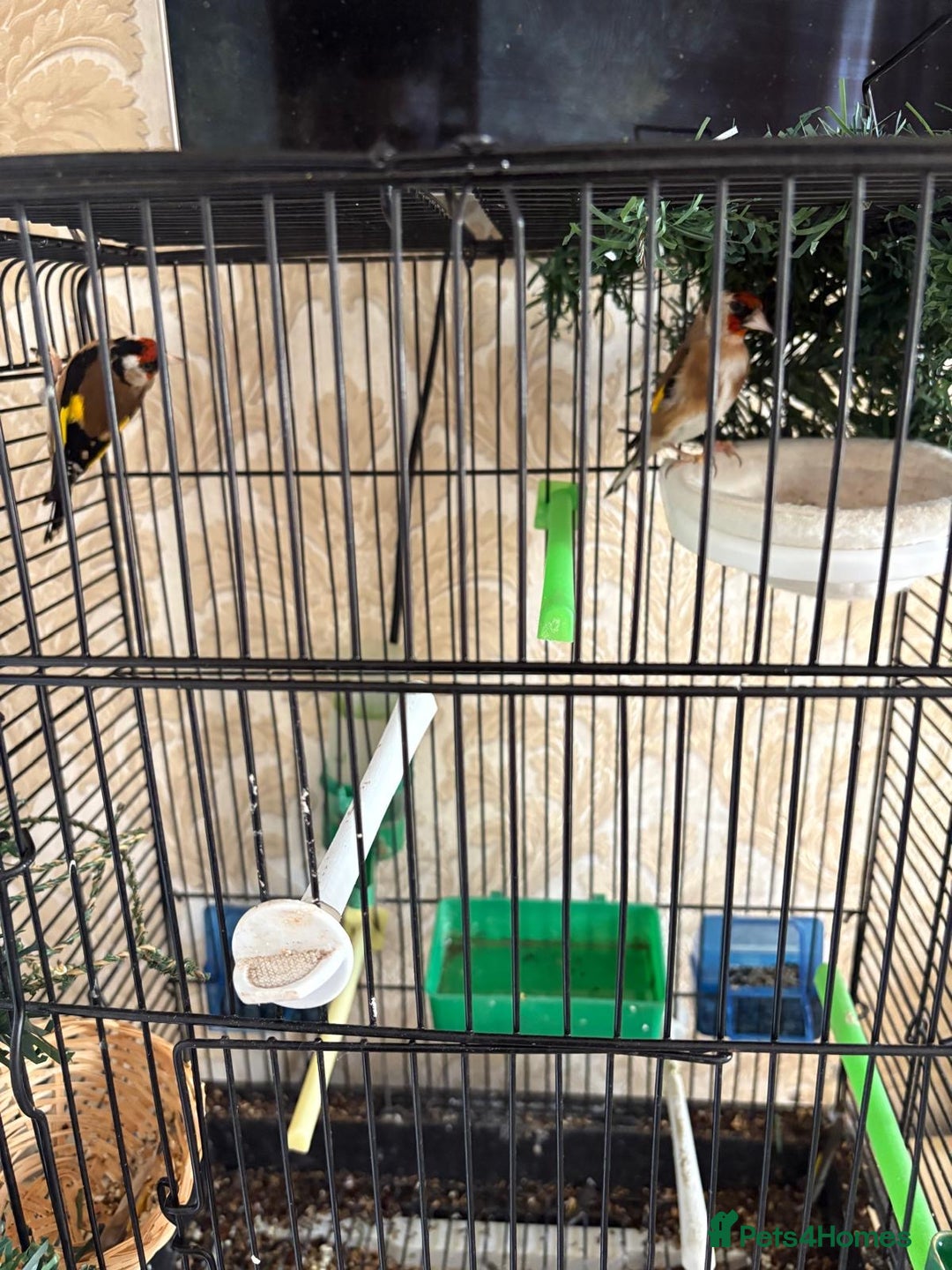 Finches birds for sale: Goldfinches for sale  - Image 6