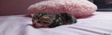 Mixed Breed Kitten 3
