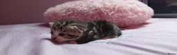 Mixed Breed cats for sale: Mixed bengal X kittens - Advert 4