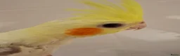 Cockatiels birds for sale: Hand Reared Cockatiel - Advert 1