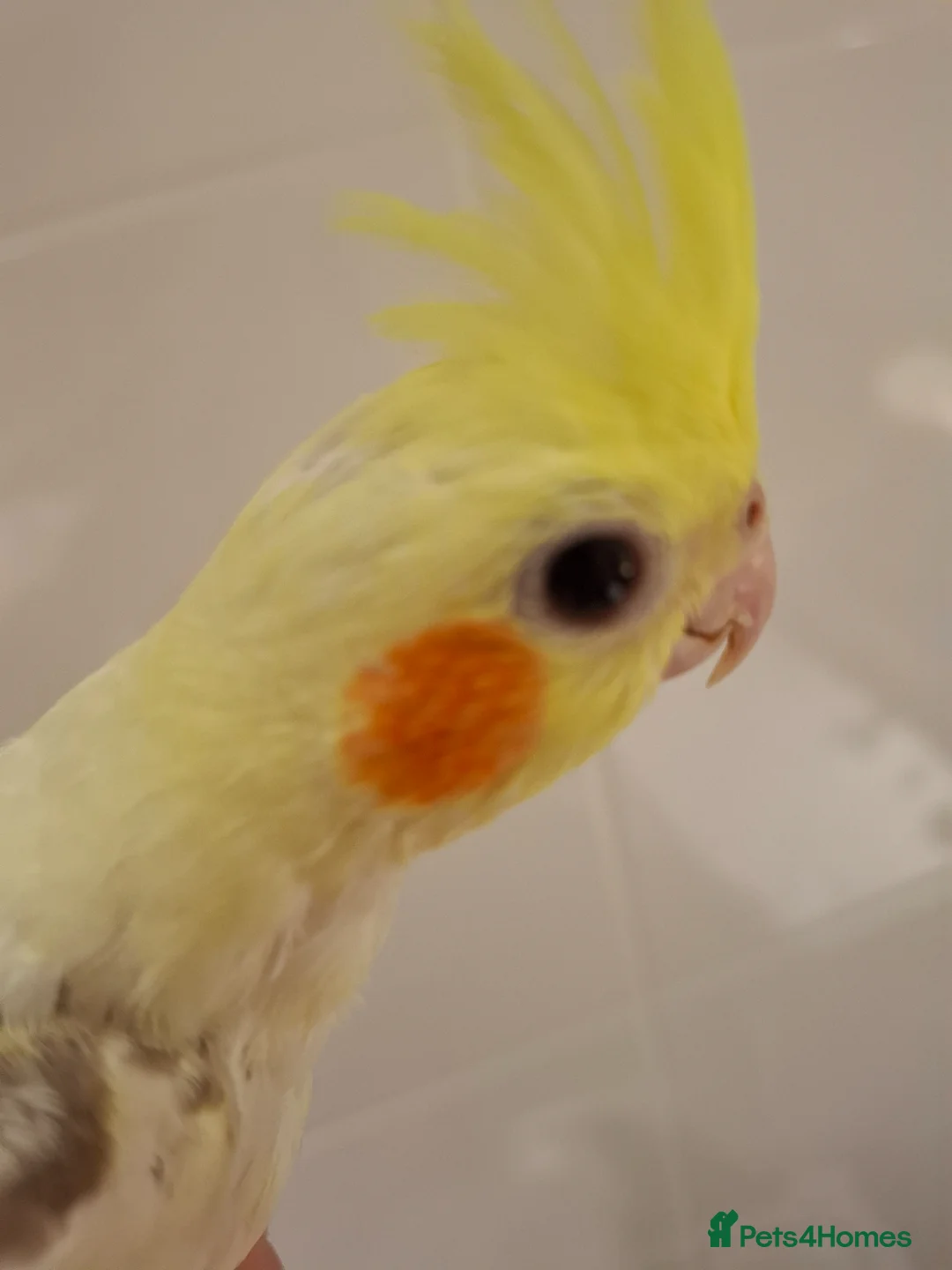 Cockatiels birds for sale: Hand Reared Cockatiel - Advert 1