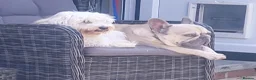 Mixed Breed dogs for sale: matlpooXFrenchie puppies - Advert 5
