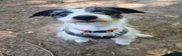 Mixed Breed dogs for adoption: Scamp - Advert 1