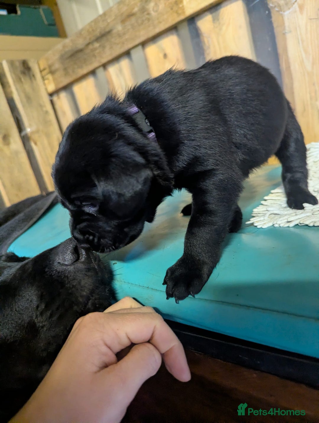 Labrador Retriever dogs for sale: Labrador puppies for sale (black and chocolate)  - Advert 3