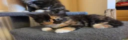Mixed Breed cats for sale: 3 beautiful kittens - Advert 3