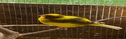Canaries birds for sale: Beautiful Canaries Looking For A New Home in Ipswich - Advert 7