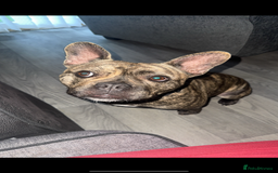 Mixed Breed dogs for sale: Mixed breed dog fr sale  - Image 1