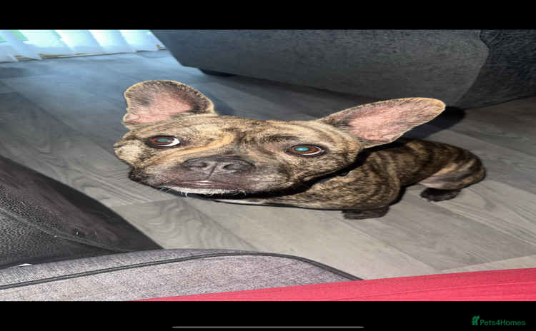 Mixed Breed dogs - Advert 1