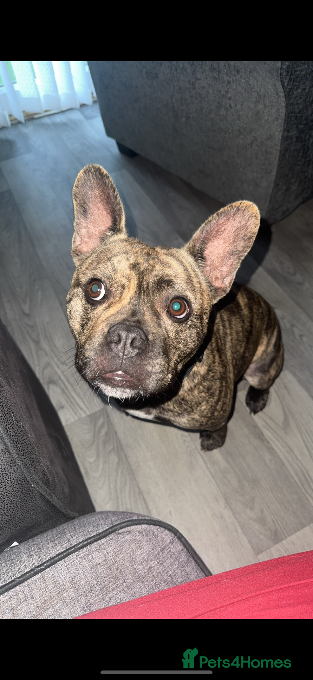 Mixed Breed dogs for sale: Mixed breed dog fr sale  - Image 1