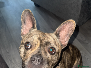 Mixed Breed dogs - Advert 1