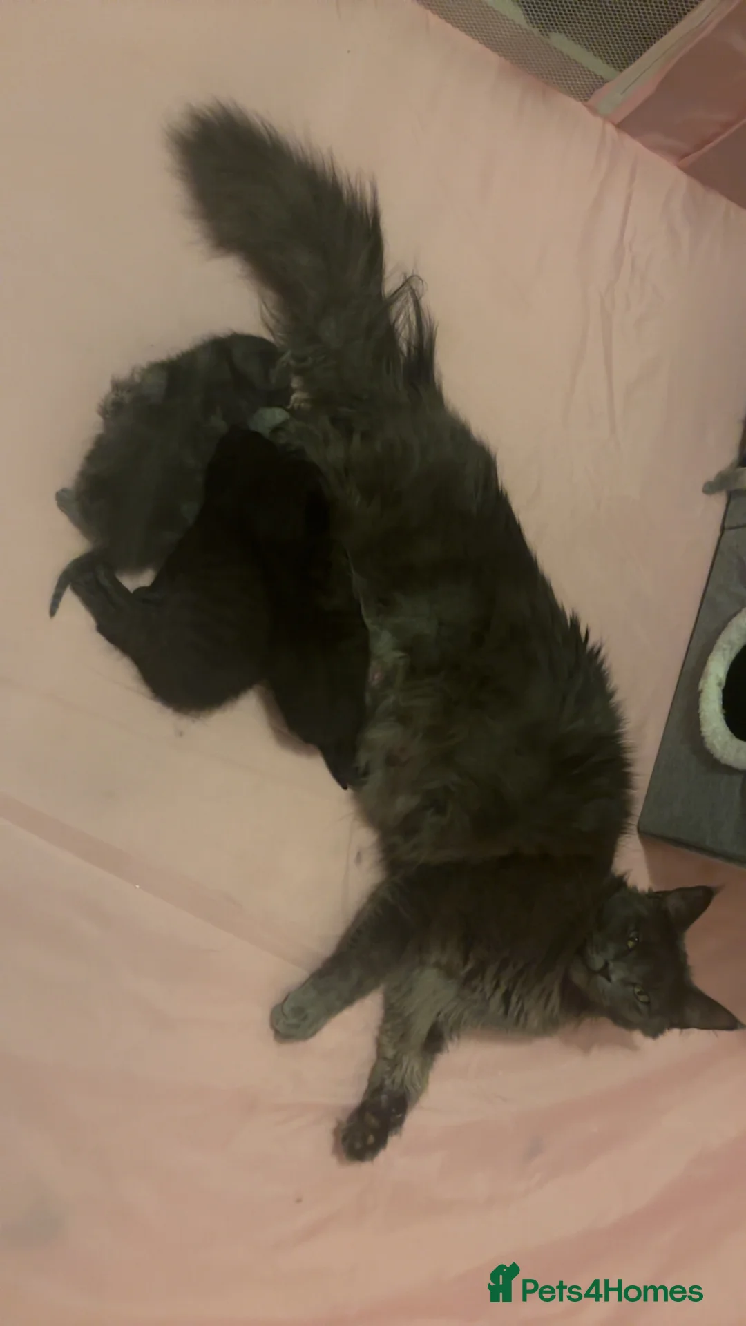 Mixed Breed cats for sale: Mix breed Maine coon kittys  - Advert 7