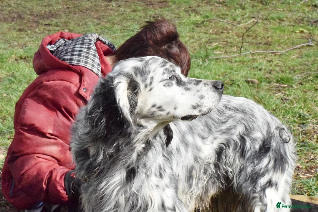 English Setter dogs for adoption: Jim   in Warrington - Advert 9