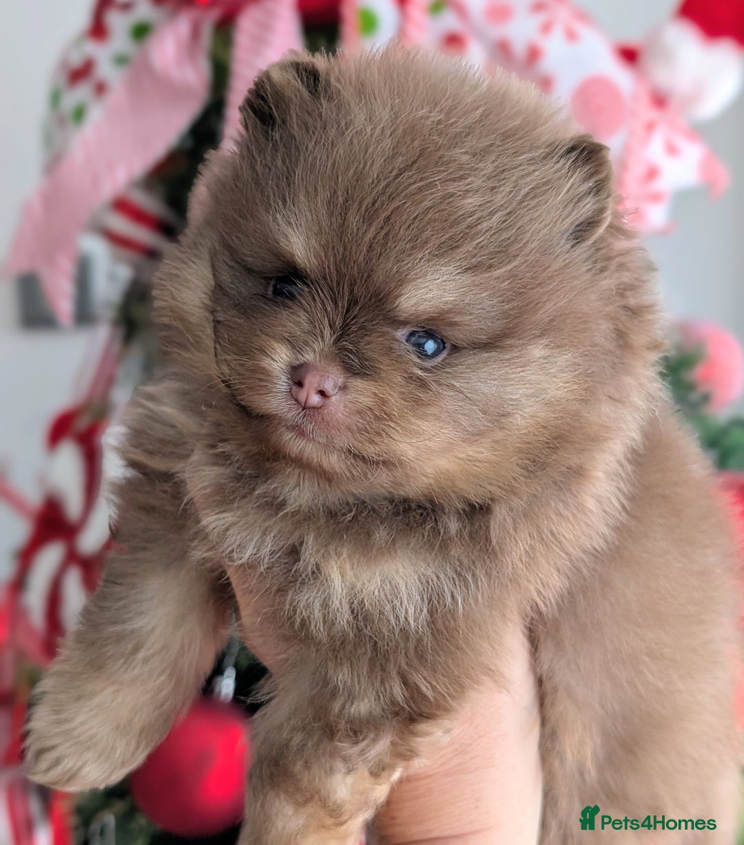 Pomeranian dogs for sale: All pups reserved  - Advert 36