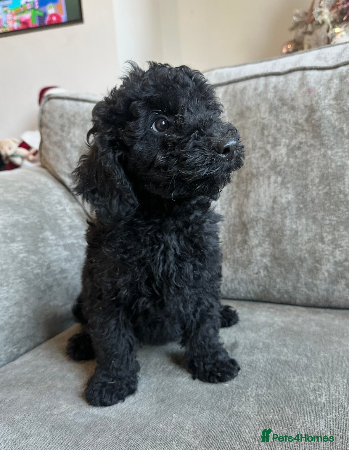 Cavapoo dogs Beautiful Cavapoos’s  - Advert 4