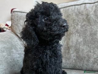 Cavapoo dogs Beautiful Cavapoos’s - Advert 4