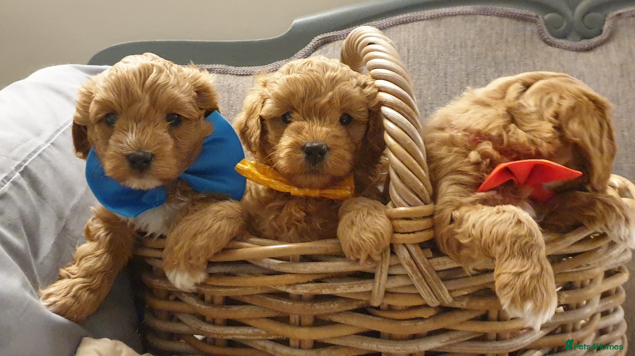 Mixed Breed dogs Cotonoodle/Cotonpoo F1b health tested parents - Advert 3