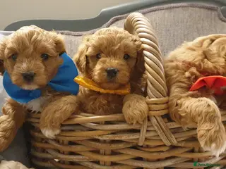 Mixed Breed dogs Cotonoodle/Cotonpoo F1b health tested parents - Advert 3