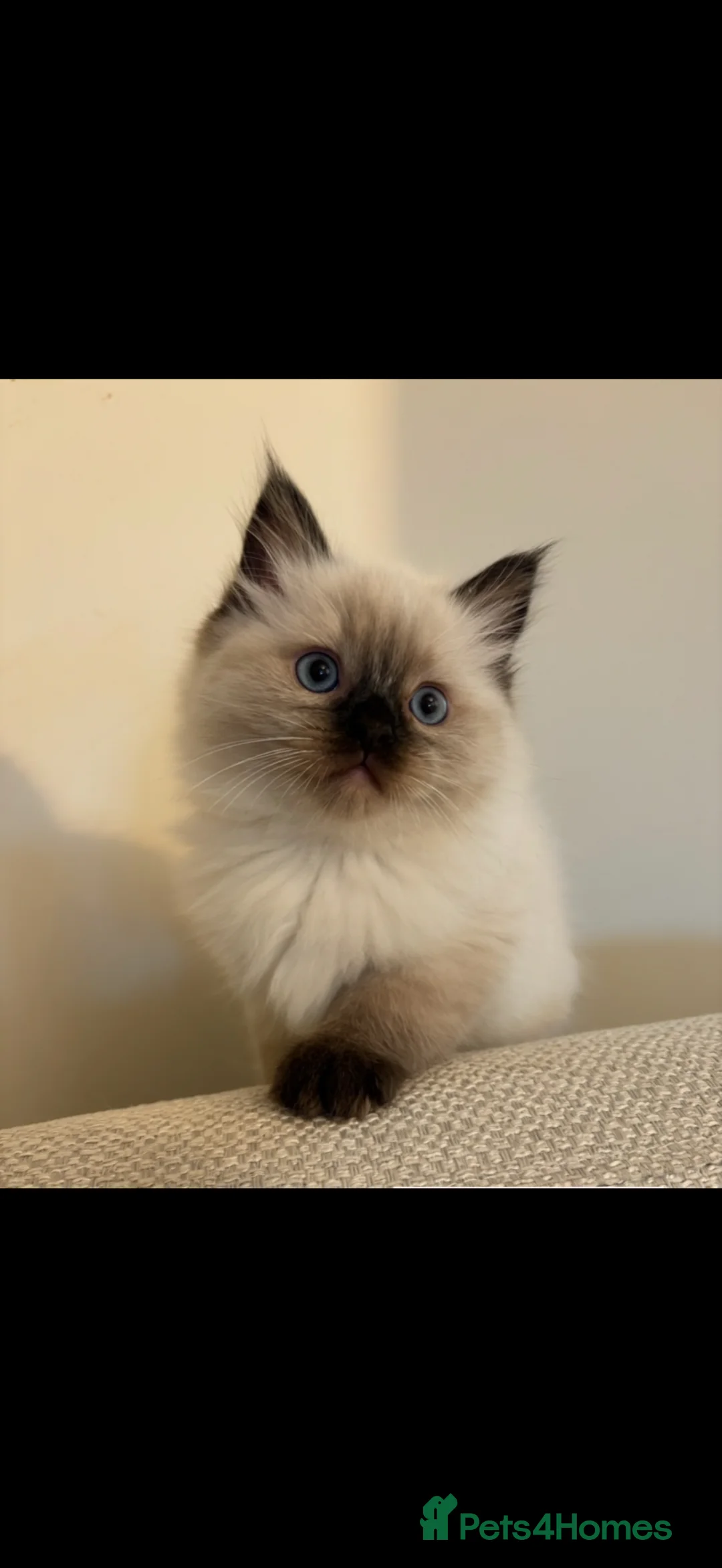 Ragdoll cats for sale: Stunning seal point ragdoll kittens  - Advert 5