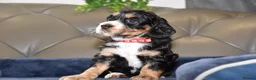Cocker Spaniel dogs for sale: Kc Reg  Cocker Spaniel Puppies Health Tested - Advert 14