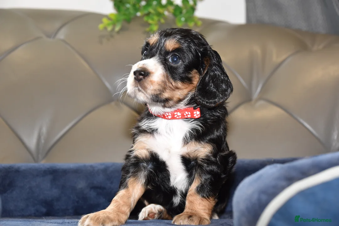 Cocker Spaniel dogs for sale: Kc Reg  Cocker Spaniel Puppies Health Tested - Advert 14