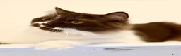 British Longhair cats for sale: Champion line Chocolate/white boy - Advert 11