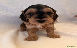 Cockapoo dogs for sale: F1 Cockapoo puppies, KC parents, health tested! - Image 12