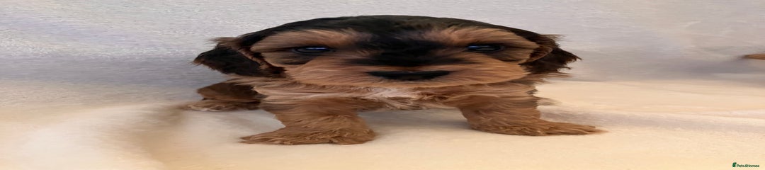 Cockapoo Puppy 2