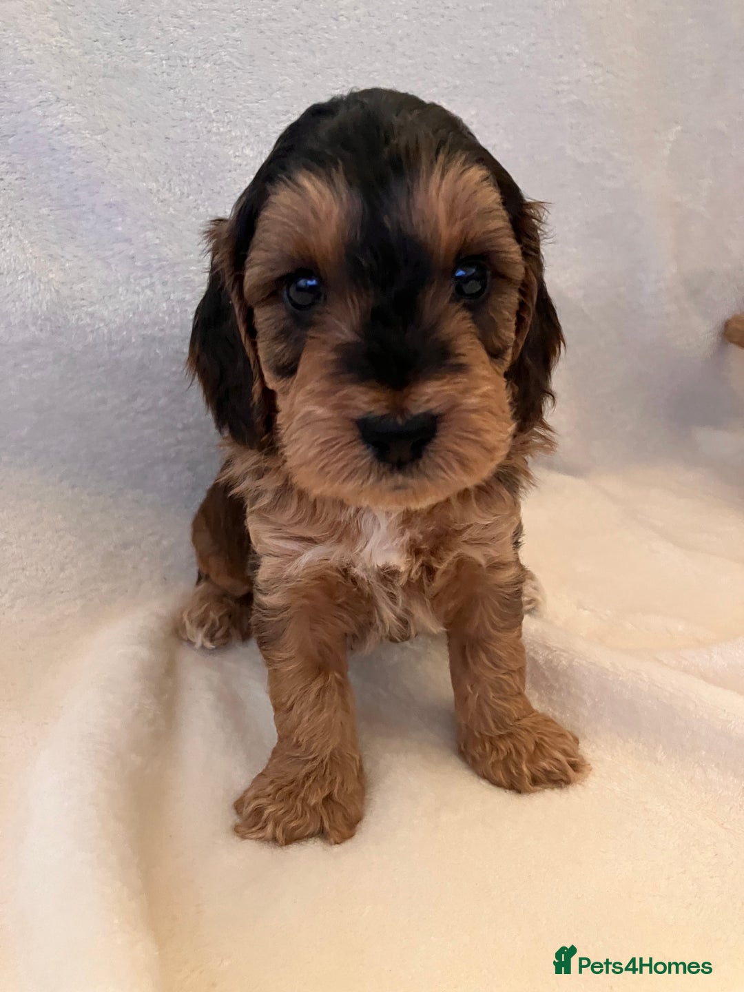 Cockapoo dogs for sale: F1 Cockapoo puppies, KC parents, health tested! - Image 12