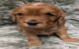 Cockalier dogs for sale: Stunning Health Tested Cockalier Puppies - Image 7