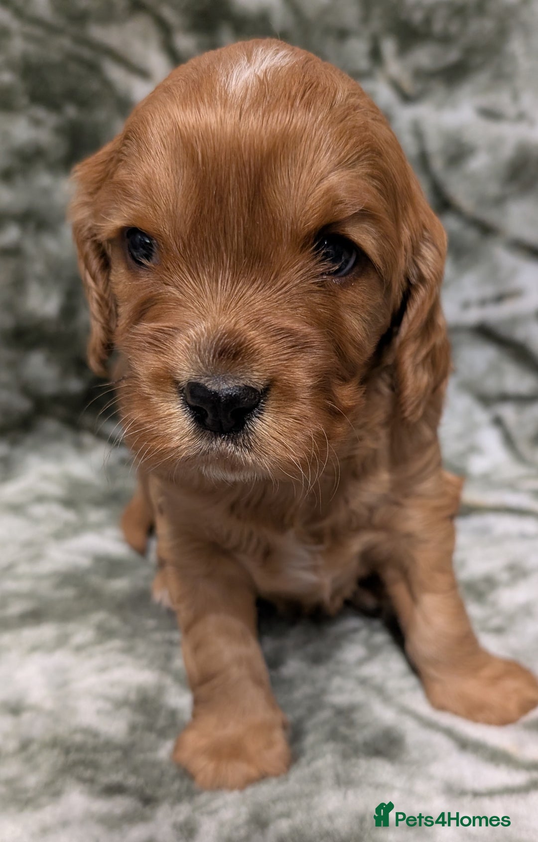 Cockalier dogs for sale: Stunning Health Tested Cockalier Puppies - Image 7