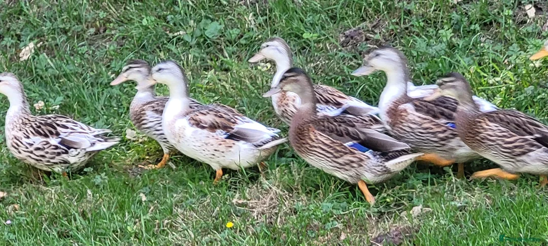 Ducks poultry for sale: Miniature Silver Appleyard Ducks for Sale in Stoke-on-Trent - Advert 4