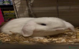 Mini Lop rabbits for sale: Beautiful blue eyed mini lop   - Image 1