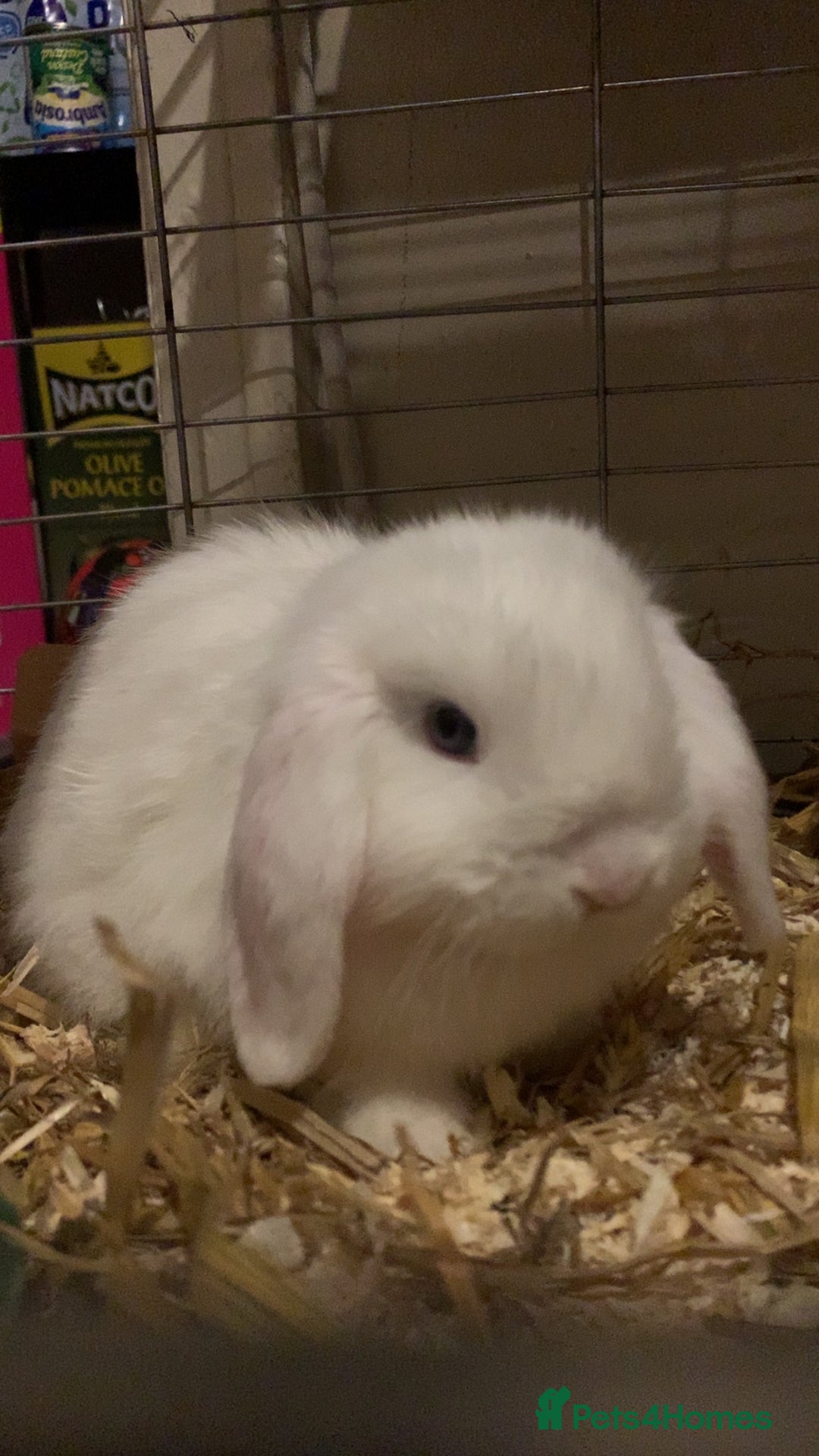 Mini Lop rabbits for sale: Beautiful blue eyed mini lop   - Image 1