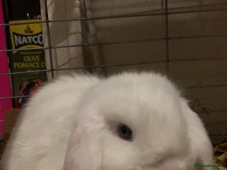 Mini Lop rabbits for sale - Advert 1