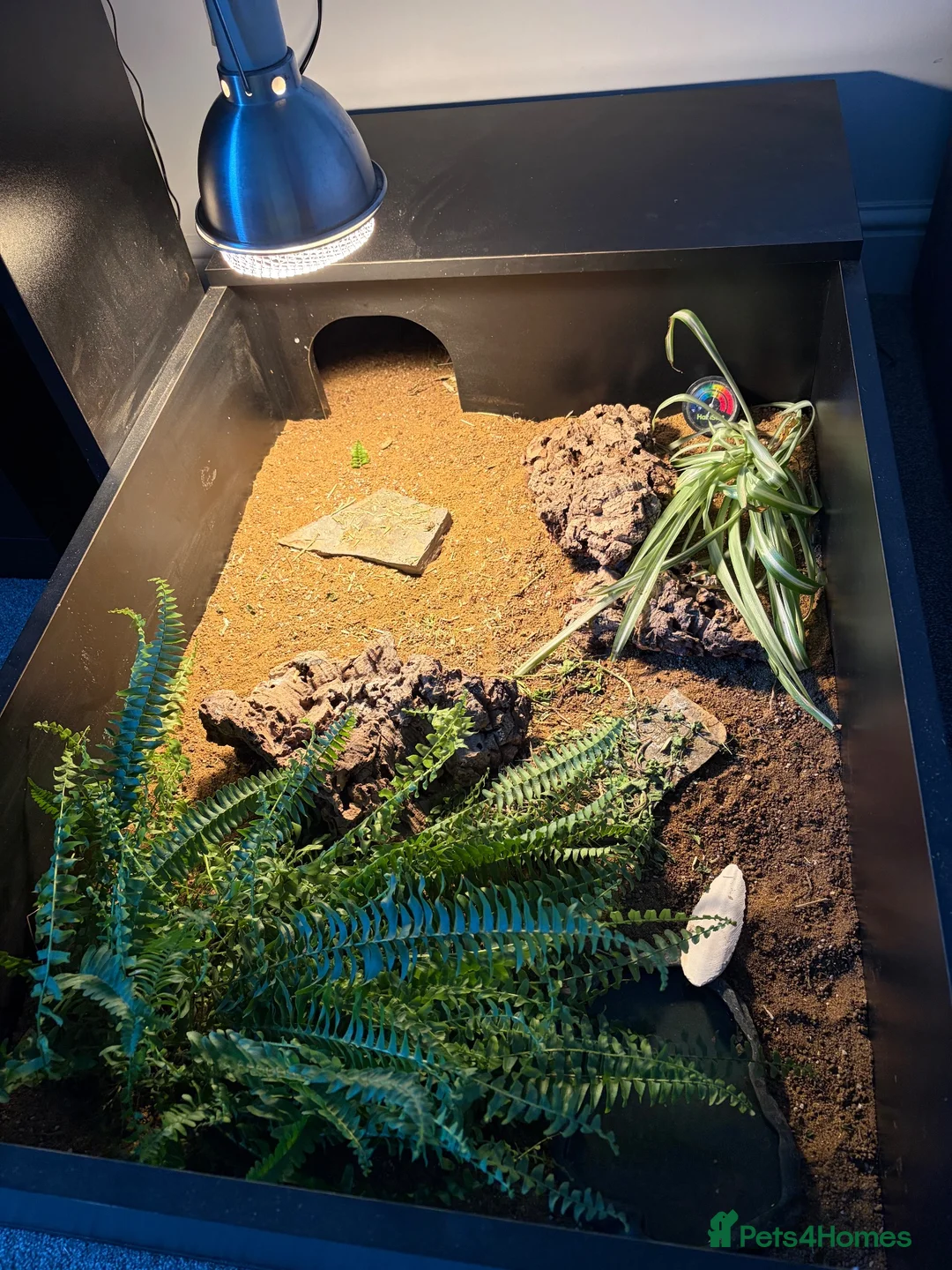 Hermann Tortoise reptiles for sale: Hermann’s Tortoise and Tortoise Table in Leeds - Advert 2