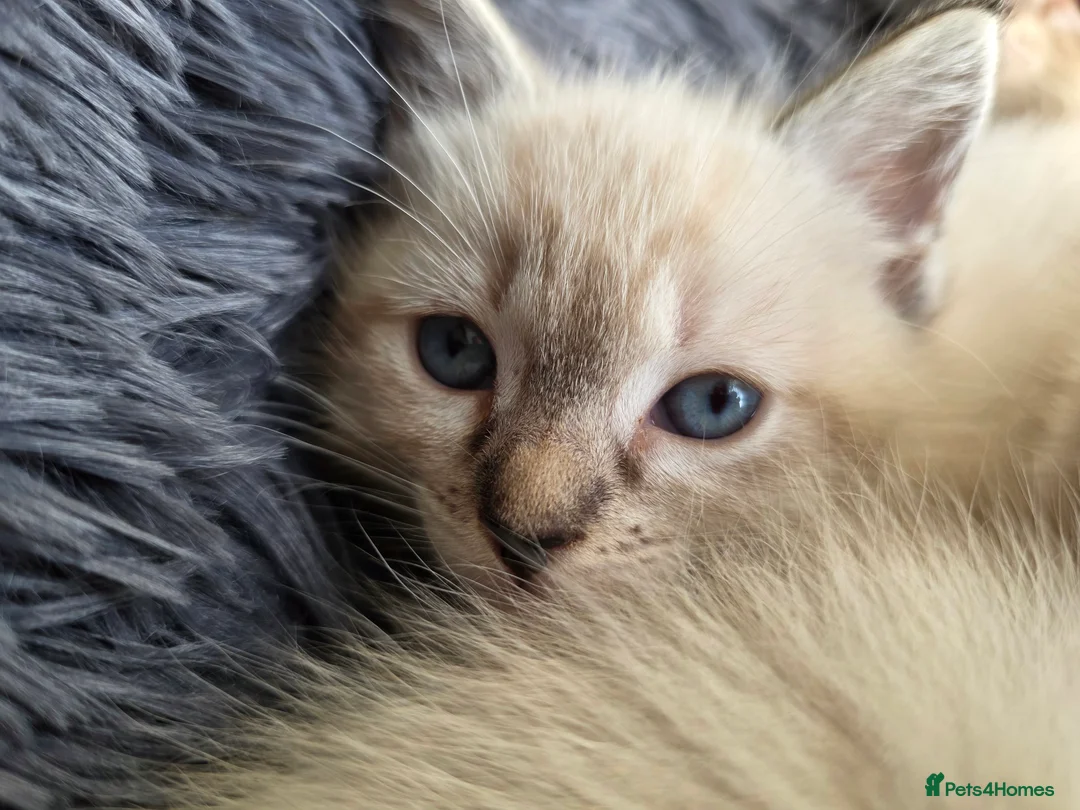 Ragdoll cats for sale: Ragdoll Cross Kittens  - Advert 9