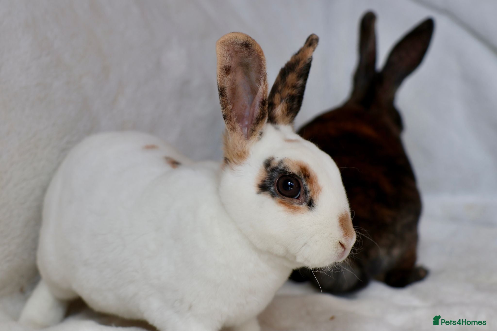 Rex rabbits Gorgeous mini rex boys.  - Advert 2