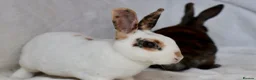 Rex rabbits for sale: Gorgeous mini rex boys.  in Kettering - Advert 2