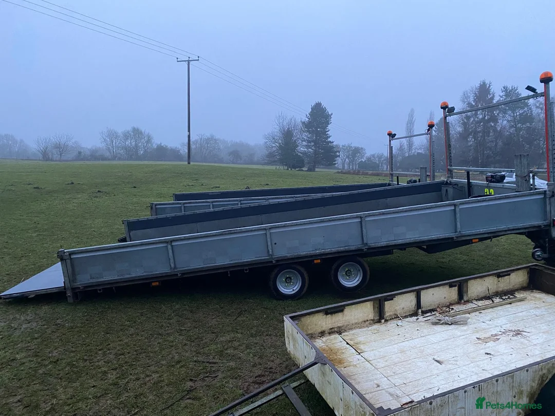 Mixed Breed livestock for sale: Tipping flat bed with sides - Advert 1