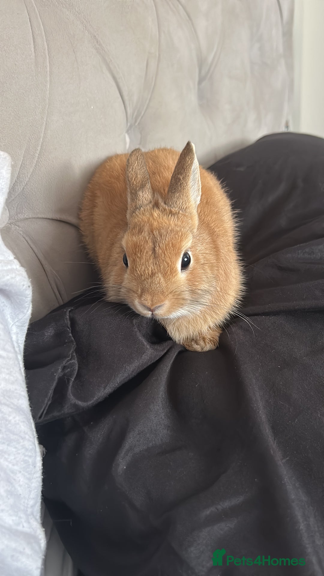 Netherland Dwarf rabbits for sale: Netherlands dwarf rabbit  - Advert 1